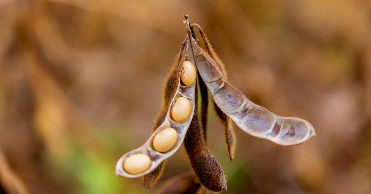 Cận cảnh bộ rễ cây đậu nành với các nốt sần chứa vi khuẩn cố định đạm, cho thấy tiềm năng cải tạo đất nông nghiệp